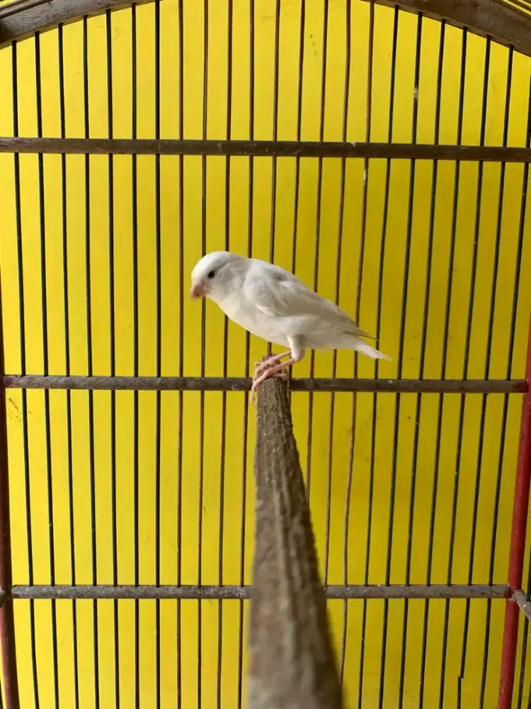 Kenari paud PUTIH polos JANTAN 100%