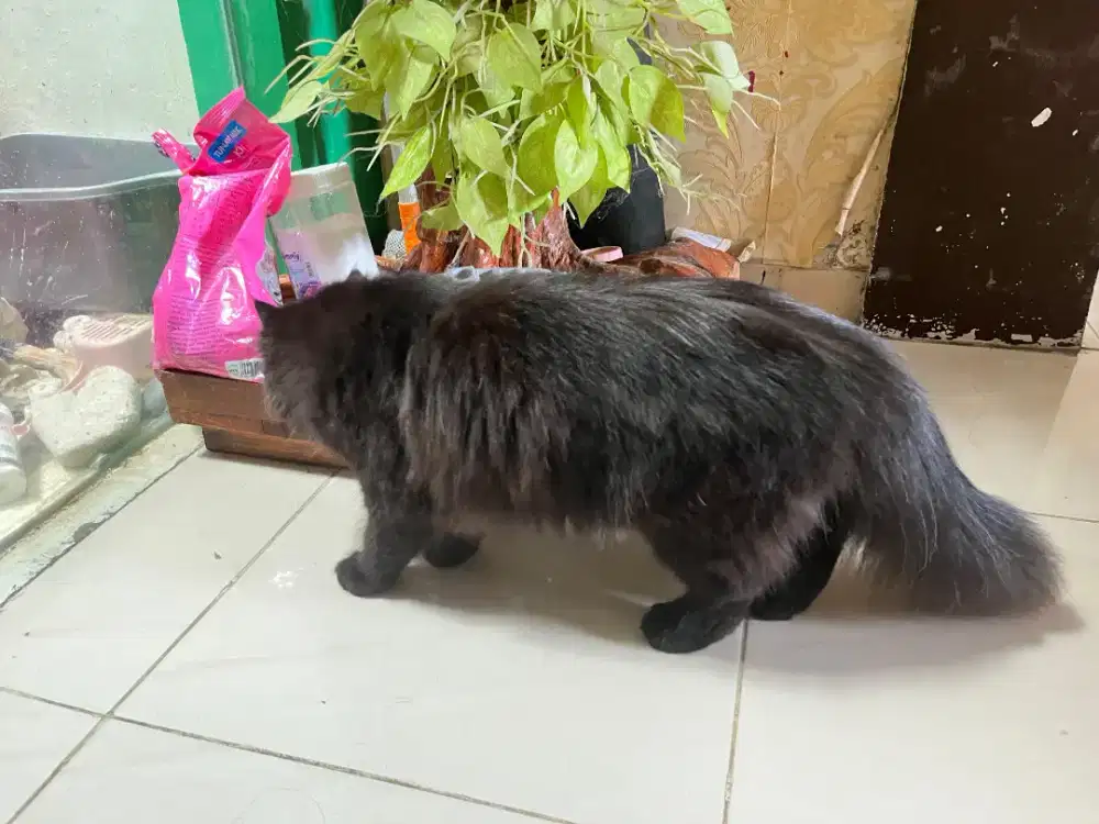 Kitten Persia /Kucing Persia betina