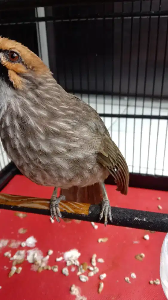 Cucak Rowo temen ngopi