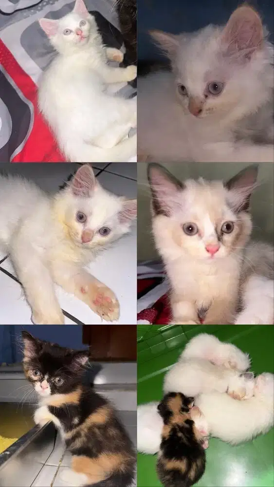 FREE ADOPTION 2,5 Bulan Tambun Bekasi