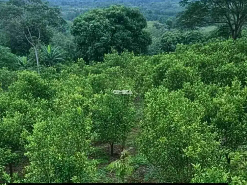 Dijual Murah Kebun Jeruk Dan Alpukat Kawasan Perkampungan Desa Klampok Singosari Malang