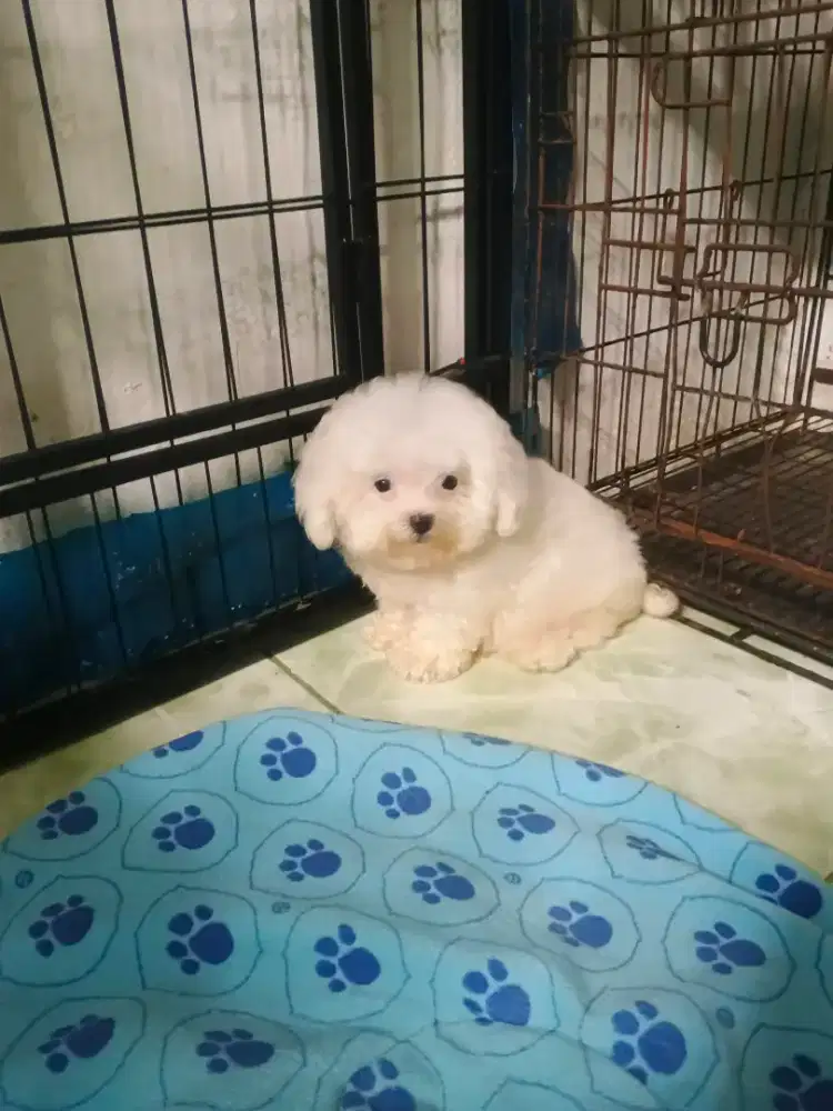 anakan maltis jantan stb vaksin 2.5 bulan