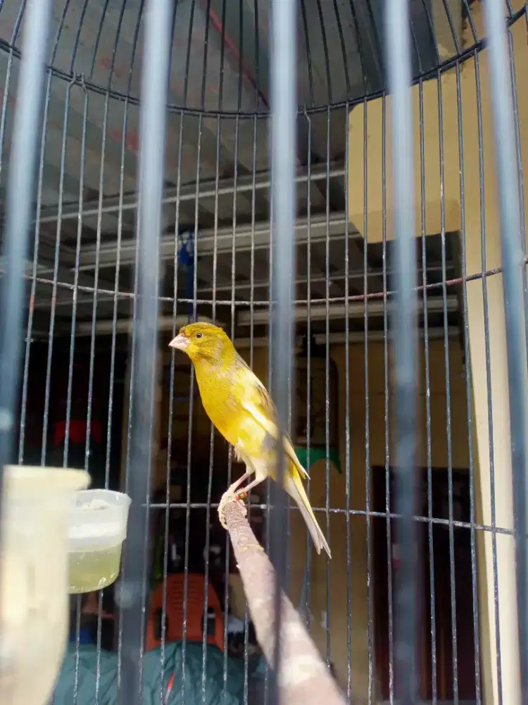 Kenari f1sf body gacoor