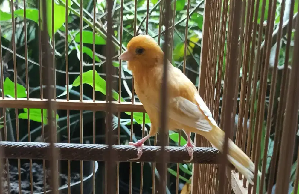 Kenari cerah gambling