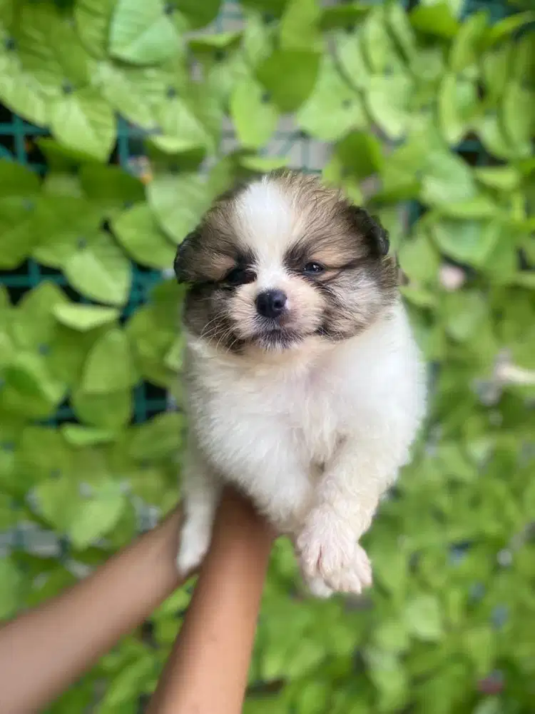 Minipom Party Coloor God Qulity