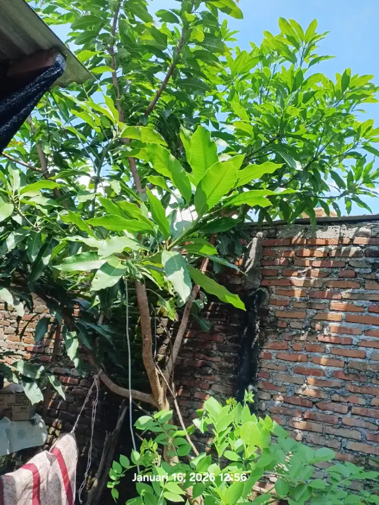 Dijual pohon mangga tabulampot sdh besar