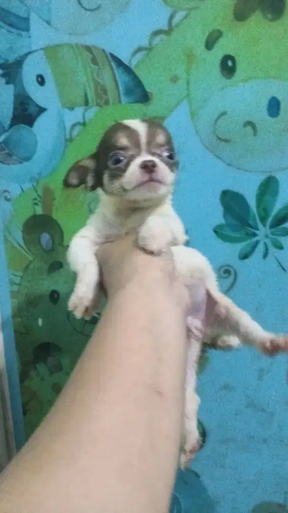 chihuahua jantan 2 bln stb vaksin