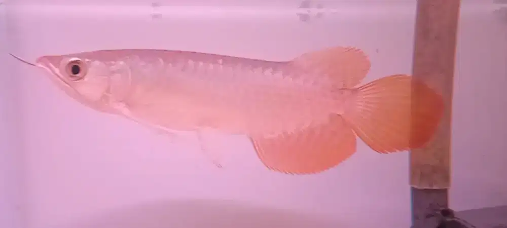 Arwana super red special