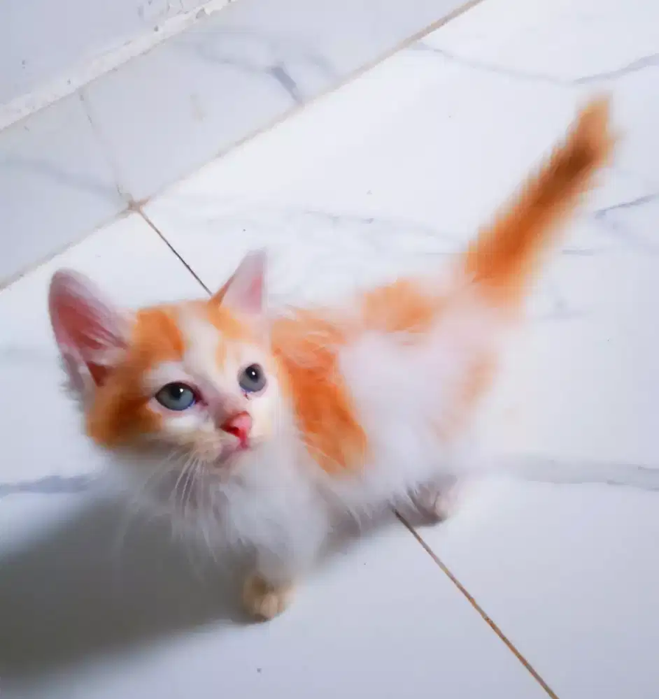 Kitten 2 persia mix Longhair aktif main rampus bersih