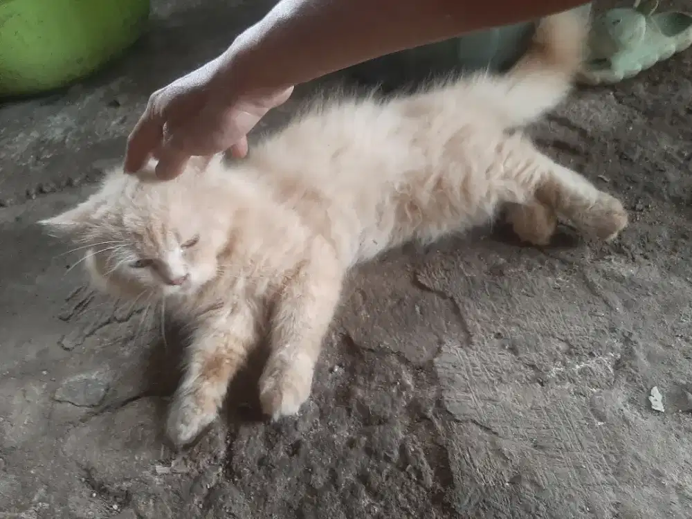 Kucing persia medium