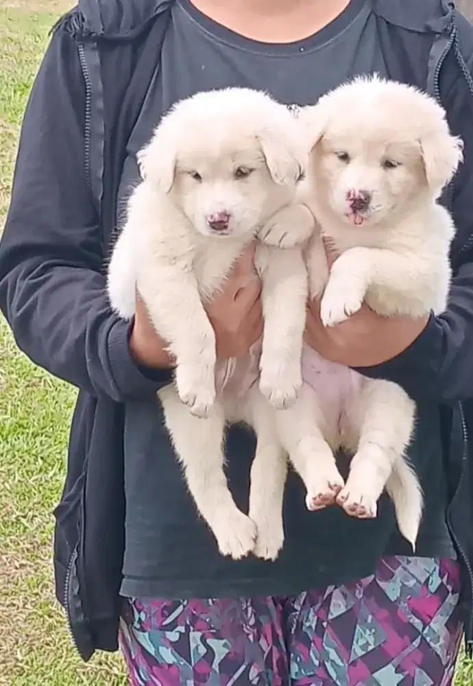 anjing puppy Kintamani Bali