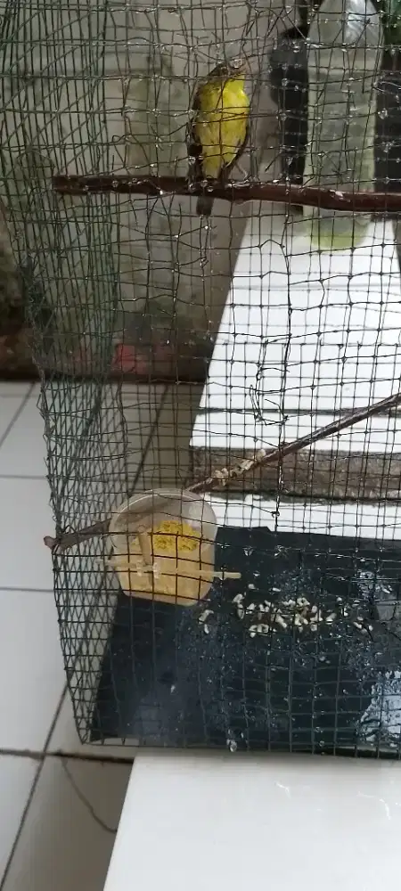 Jual burung kecil dakun