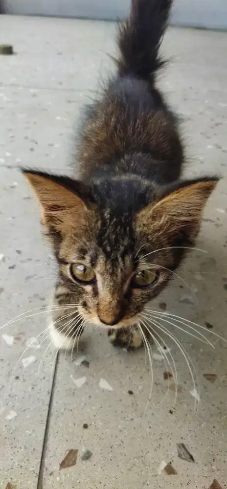 Open Adopt Free Female Kitten Cat Domestik Long Hair Est 2 Month