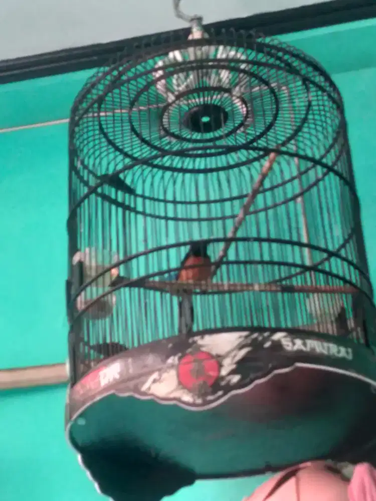 Jual borongan murai.kacer dan kenari