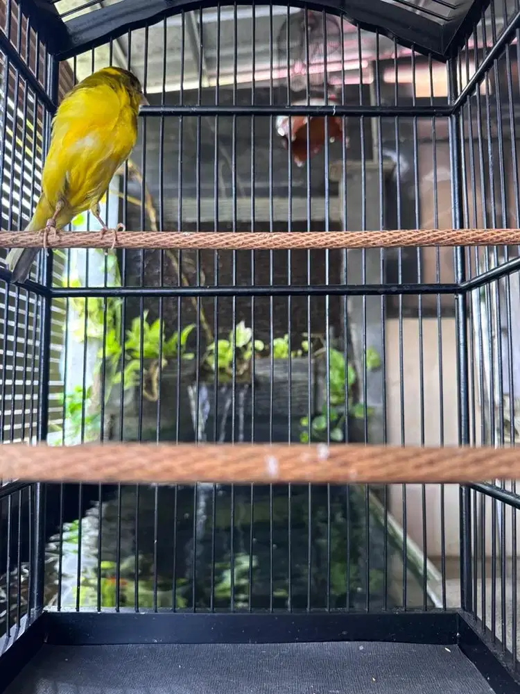 kenari F1YS gacoran fulset