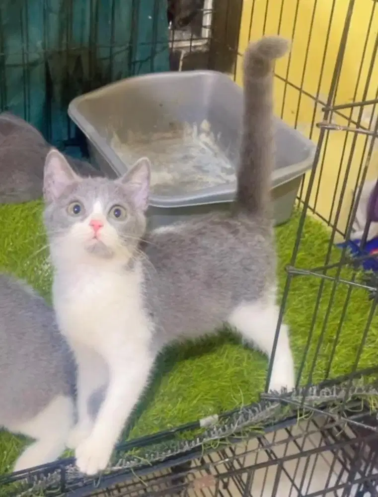 Kucing ras bsh bicolor pure ya no mix persia