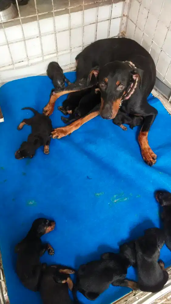Pupies dobermen betina