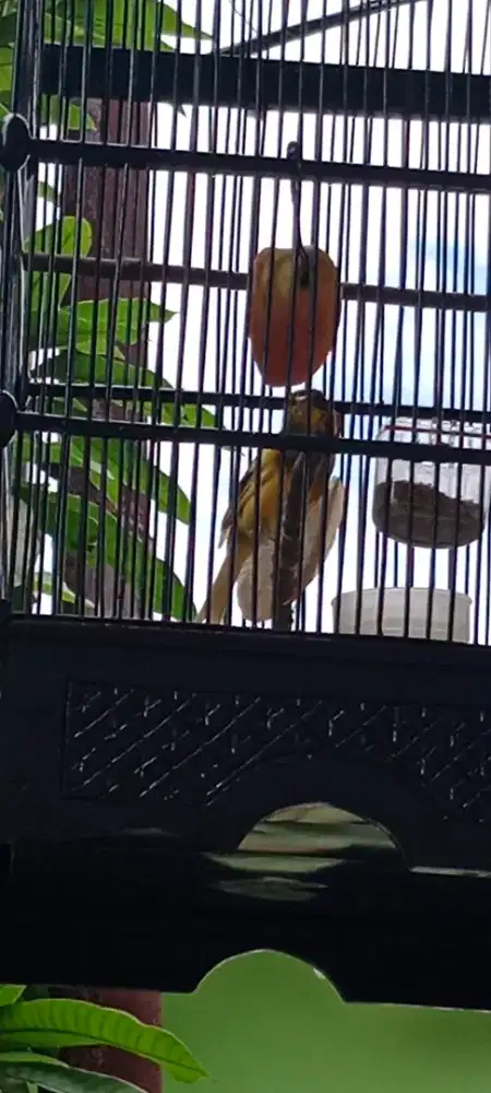 Burung kenari AF gacoran
