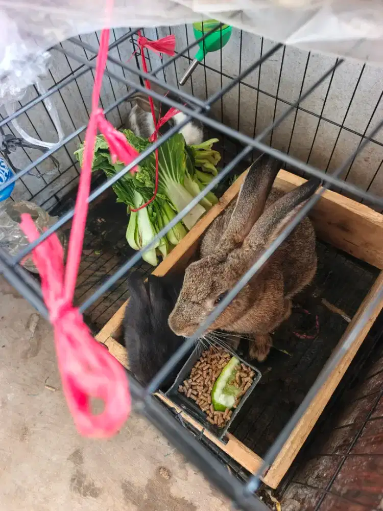 jual kelinci peliharaan ama kandng2 nya semua!