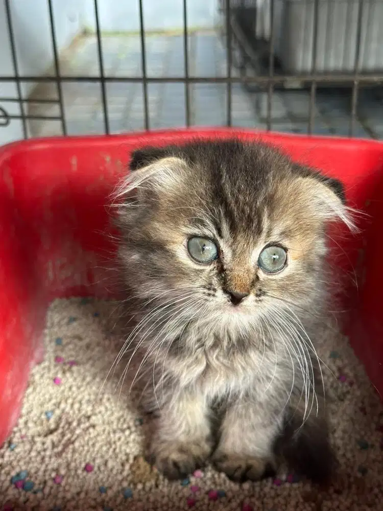 Jual kucing scottish fold kitten