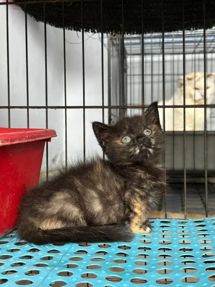 Jual kucing kitten munchkin