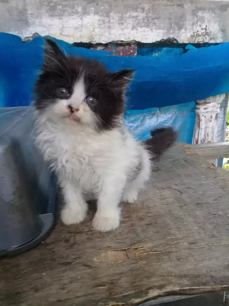 Oper adop anakan persia jantan