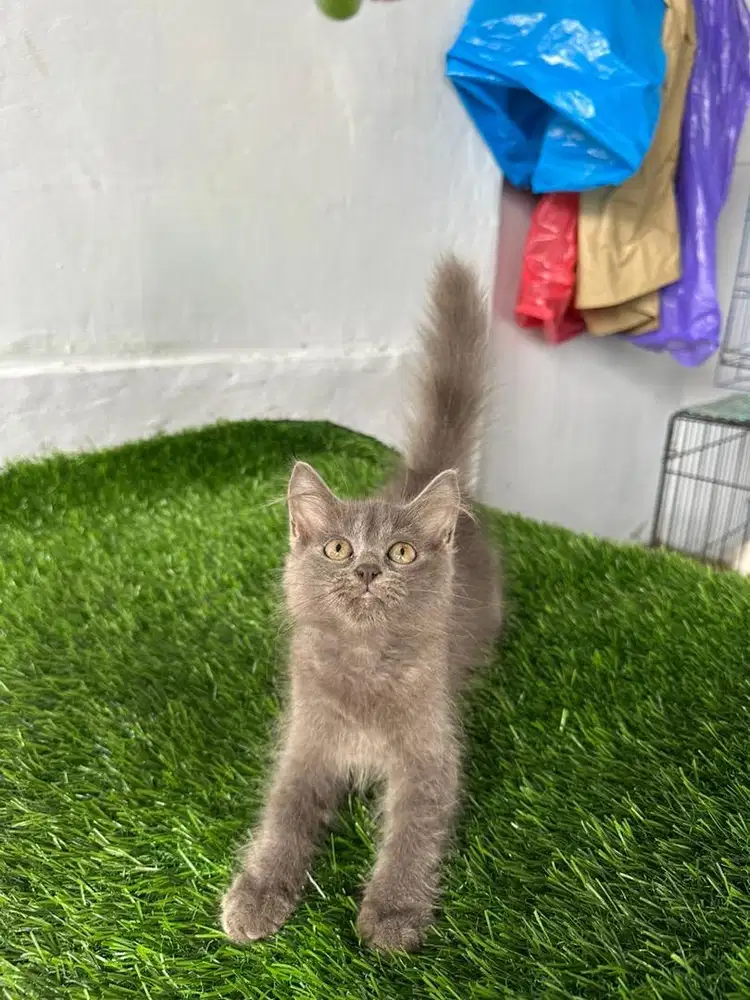 Jual kucing kitten persia flatnose