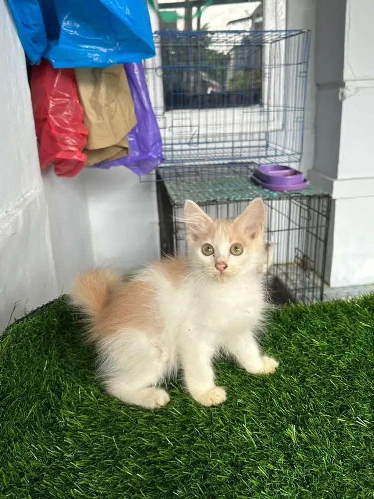 Jual kucing kitten persia flatnose