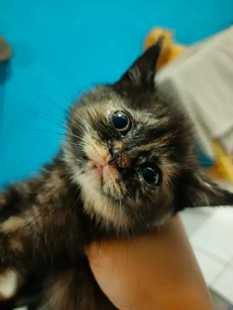 Kucing bsh open book