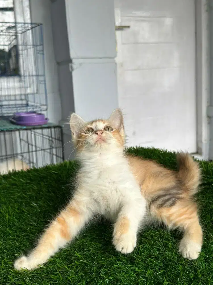 Jual kitten persia flatnose