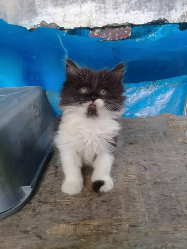 Oper adop anakan persia long hair