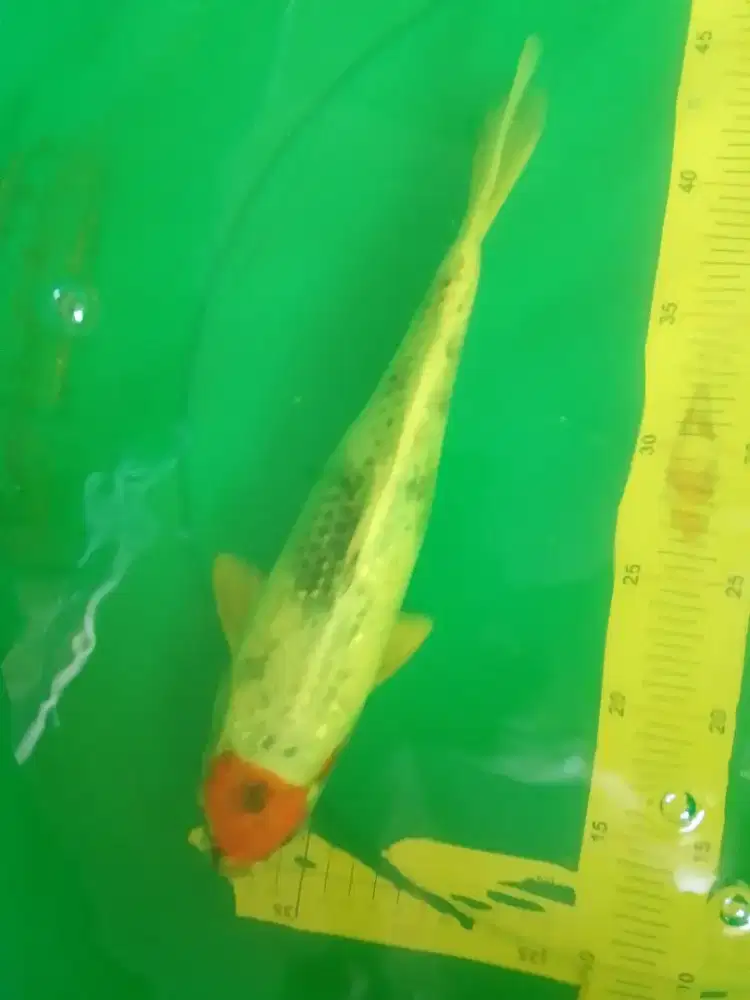 Ikan koi jenis Tancho Showa Hikari 32cm antik