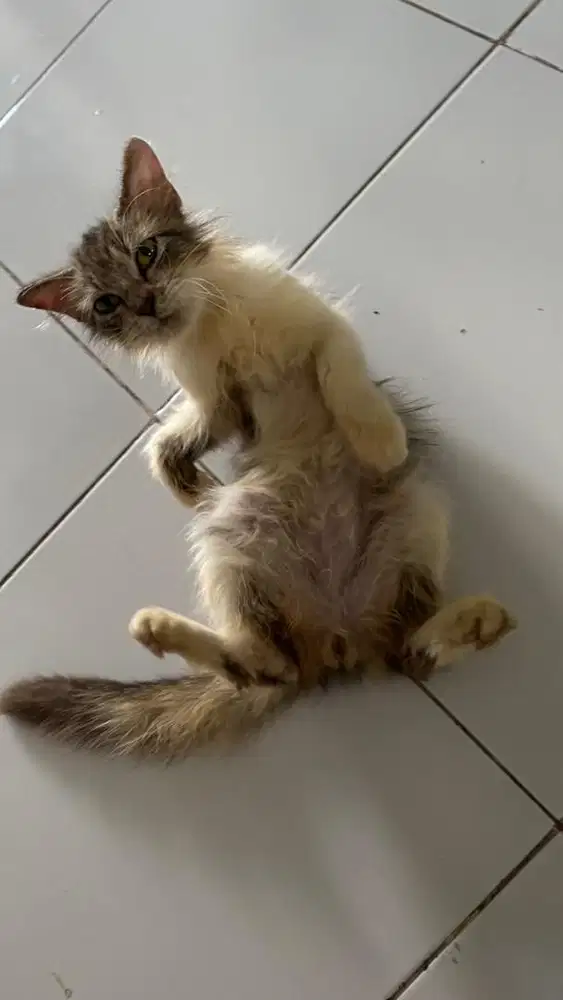 kucing persia bulu panjang