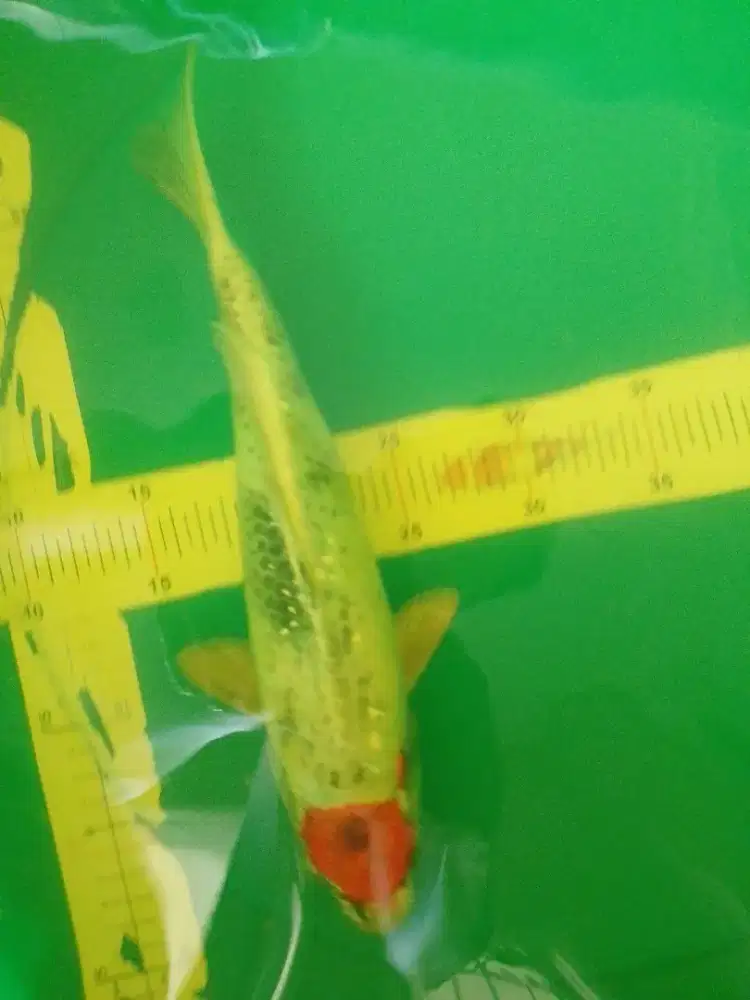 Ikan koi jenis Tancho Showa Hikari 32cm antik jarang ada