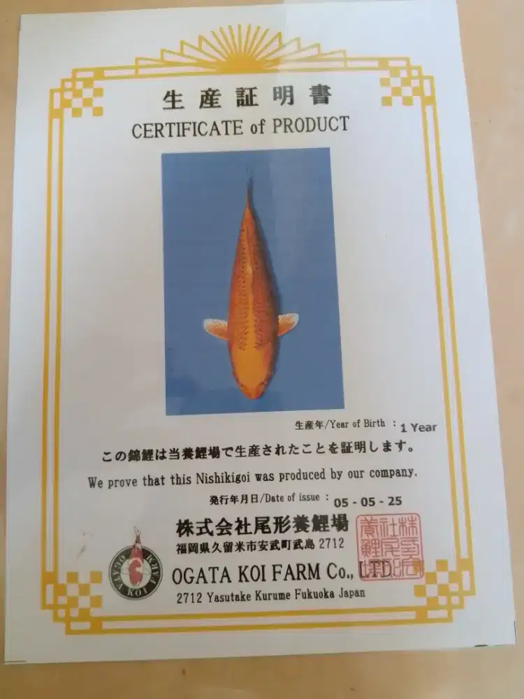 Ikan koi jenis Ogon import sertifikat Ogata 47cm