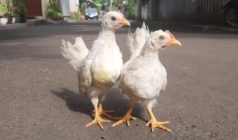 Ayam Kate Putih sepasang pelengkap burung,ikan kucing ,tanaman / taman