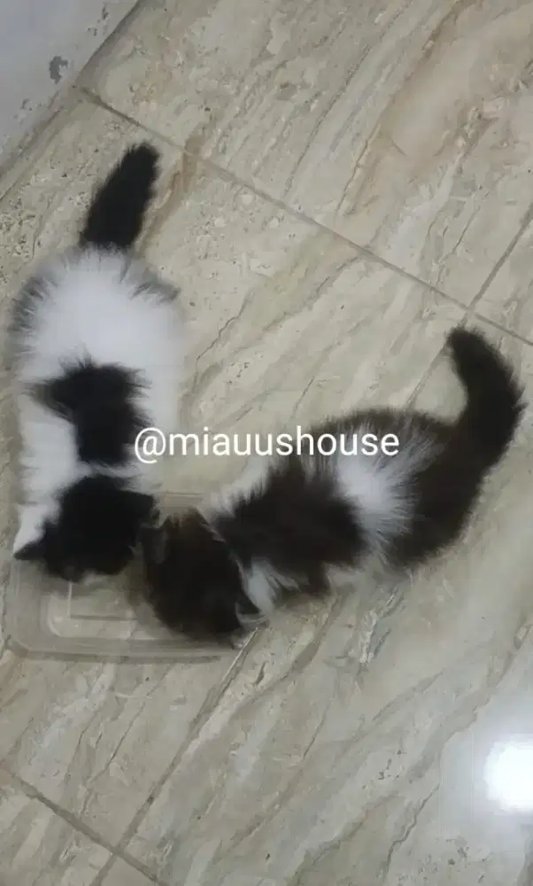 KUCING PERSIA LONGHAIR SUPER