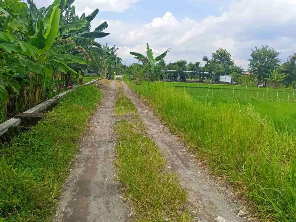 DIJUAL SHM Sawah  Pondok Condong Catur