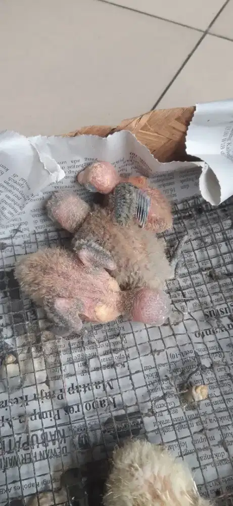 Lovebird Lolohan Cindil