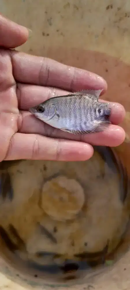 Menjual bibit gurame dari jawa berkualitas