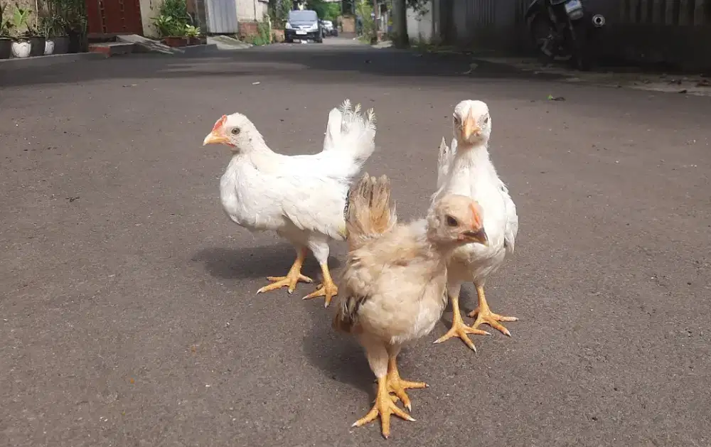 Ayam kate putih dan emas , pelangkap burung , kucing,,tanaman / taman