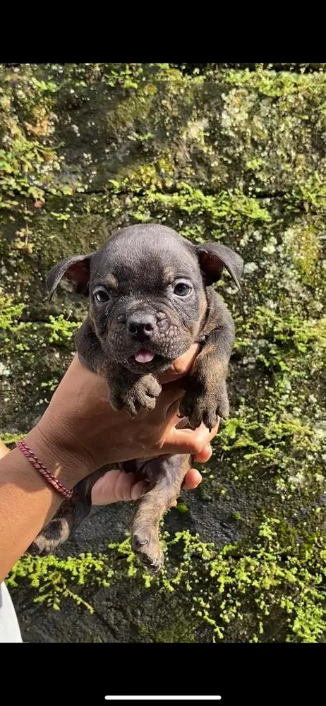 Anjing american bully