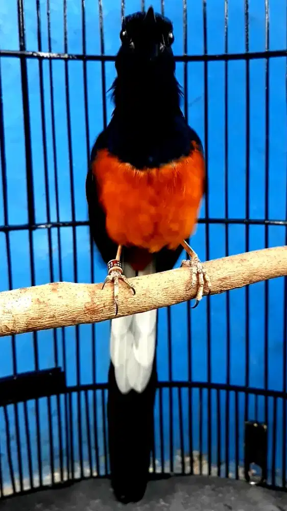 BURUNG MURAI GACOR EKOR 20 PULSET