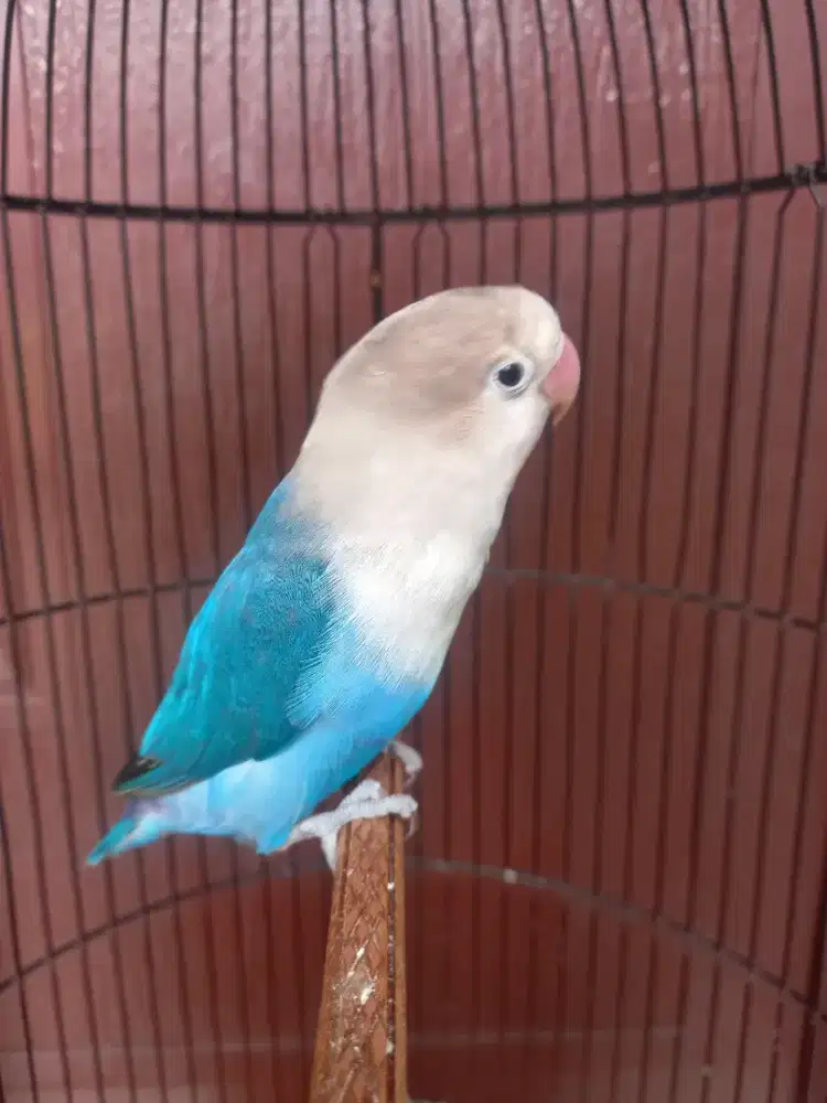 Love brid Blue Ice isian cililin