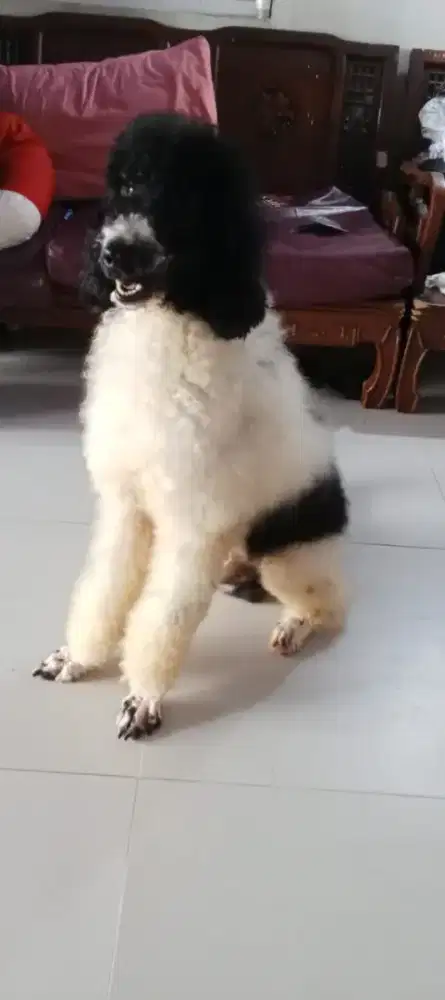 Giant poodle jantan party