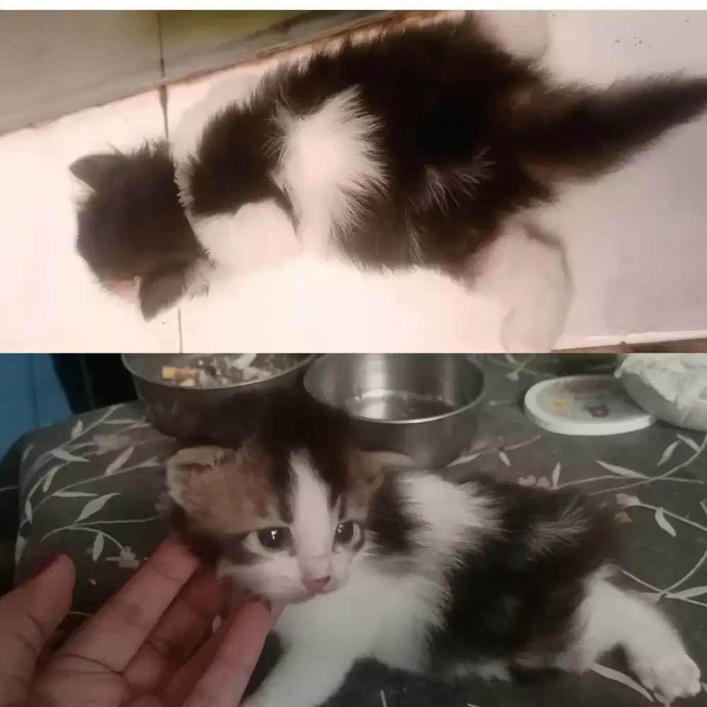 Kitten Persia jantan SMA betina