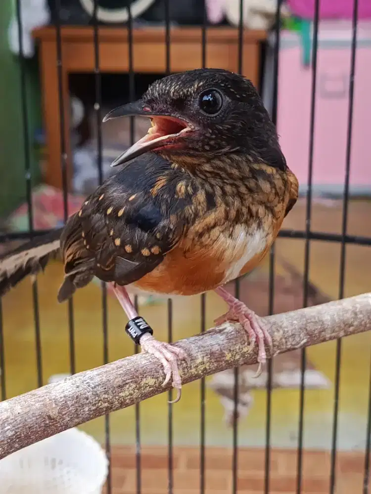 Murai trotolan jantan,harian ngeriwik kl di krodong ngeplong