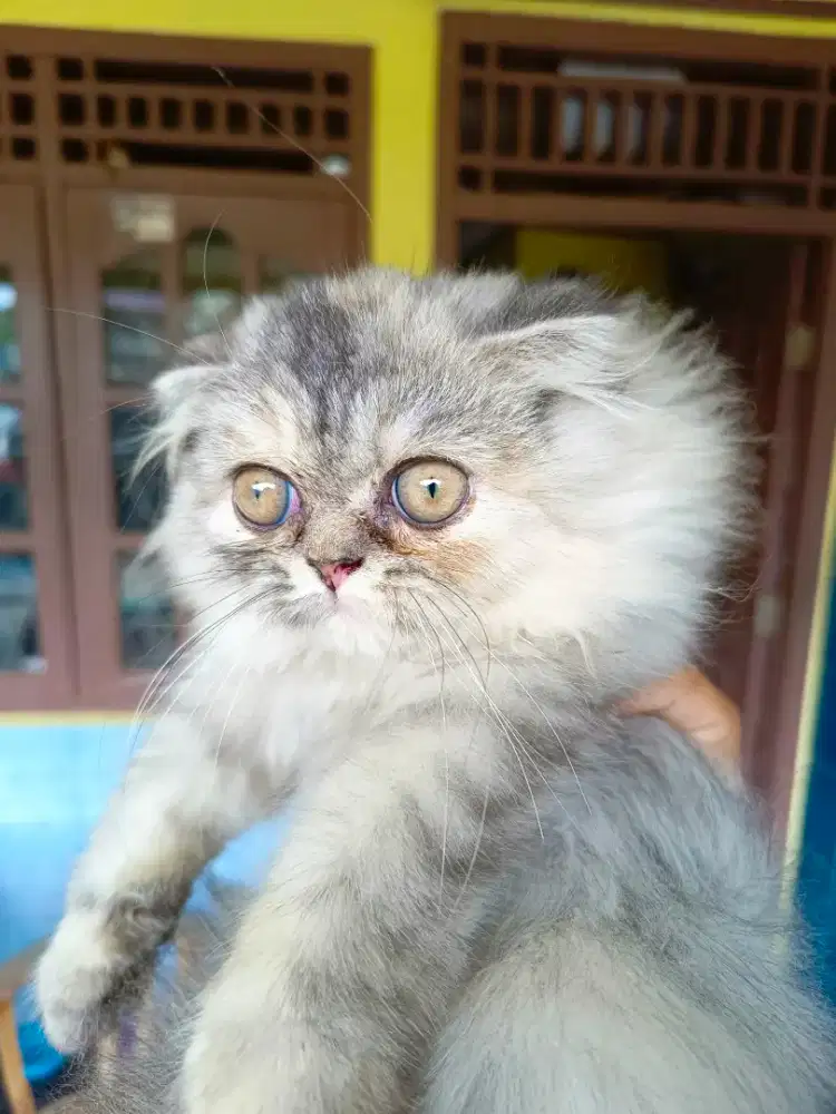 Scottish fold longhair betina warna silver umur 3 bulan