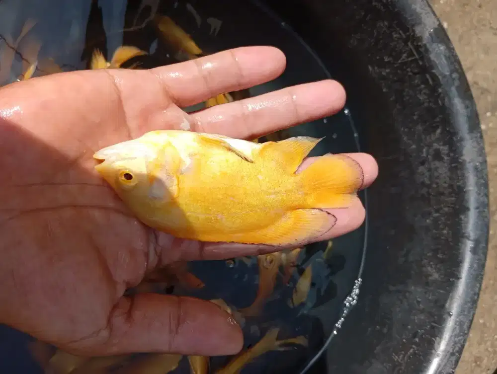 Ikan hias Oscar Paris lbino