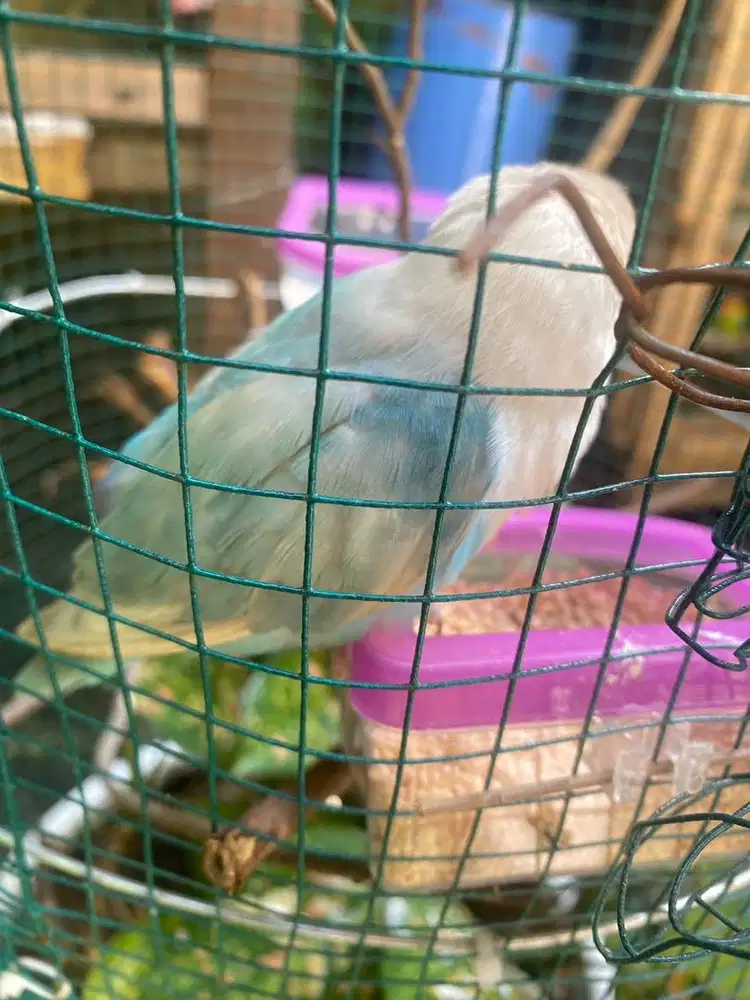 Lovebird jantan usia dewasa